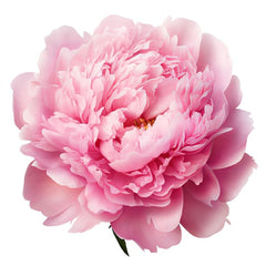 Carnation