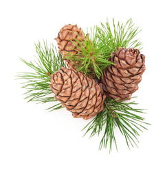 Cedar