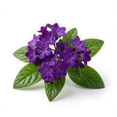 Heliotrope