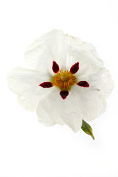 Labdanum