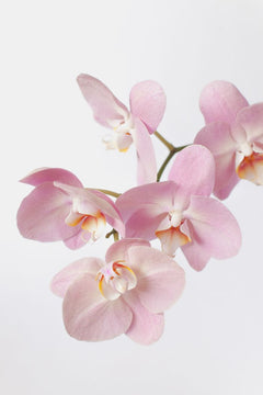 Orchid