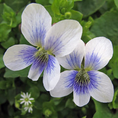 White Violet