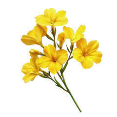 Yellow Freesia