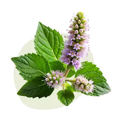 Patchouli