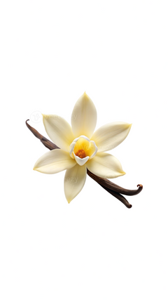 Vanilla